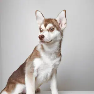Pomsky Puppy for Sale in Puchong KL Malaysia
