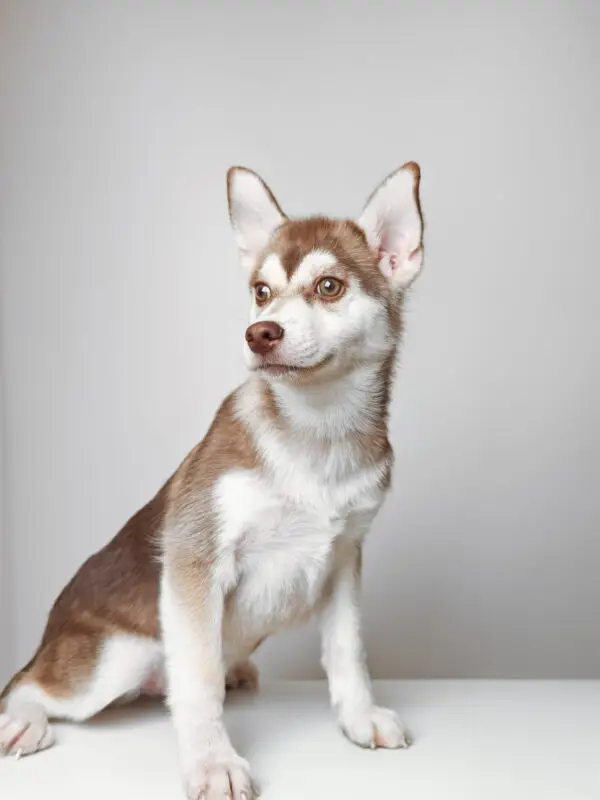 Pomsky Puppy for Sale in Puchong KL Malaysia