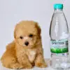Teacup Poodle Puppy for Sale in Puchong Kuala Lumpur KL Malaysia
