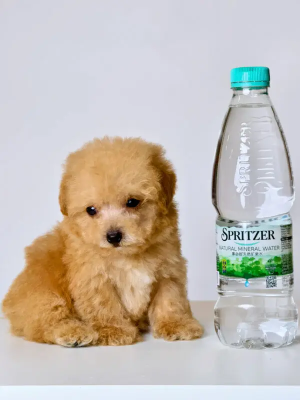 Teacup Poodle Puppy for Sale in Puchong Kuala Lumpur KL Malaysia