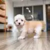 Tiny Poodle Puppy for Sale in Puchong Kuala Lumpur KL Malaysia