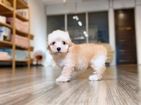 Tiny Poodle Puppy for Sale in Puchong Kuala Lumpur KL Malaysia