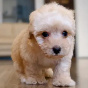 Tiny Poodle Puppy for Sale in Puchong Kuala Lumpur KL Malaysia