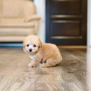 Teacup Poodle Puppy for Sale in Puchong Kuala Lumpur KL Malaysia