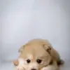 Puppy Puppy for Sale in Puchong KL Malaysia