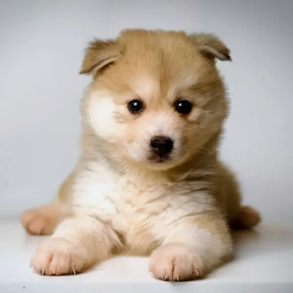 Pomsky Puppy for Sale in Puchong KL Malaysia