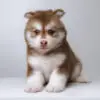 Pomsky puppy for Sale in Puchong KL Malaysia