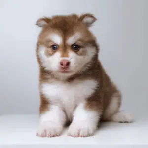 Pomsky puppy for Sale in Puchong KL Malaysia