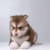 Pomsky puppy for Sale in Puchong KL Malaysia