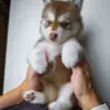 Pomsky puppy for Sale in Puchong KL Malaysia