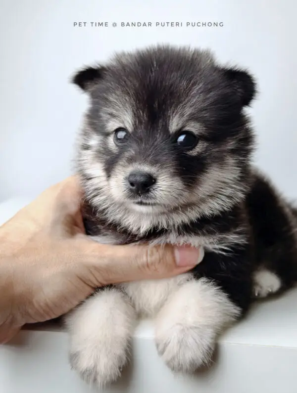 Pomsky puppy for Sale in Puchong KL Malaysia