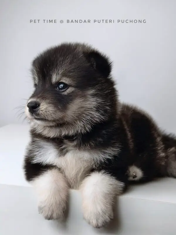 Pomsky puppy for Sale in Puchong KL Malaysia
