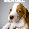 Beagle puppy for Sale in Puchong KL Malaysia
