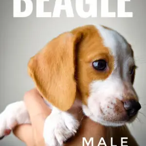 Beagle puppy for Sale in Puchong KL Malaysia