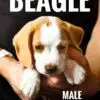 Beagle puppy for Sale in Puchong KL Malaysia