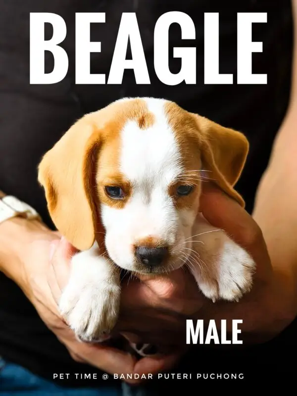 Beagle puppy for Sale in Puchong KL Malaysia