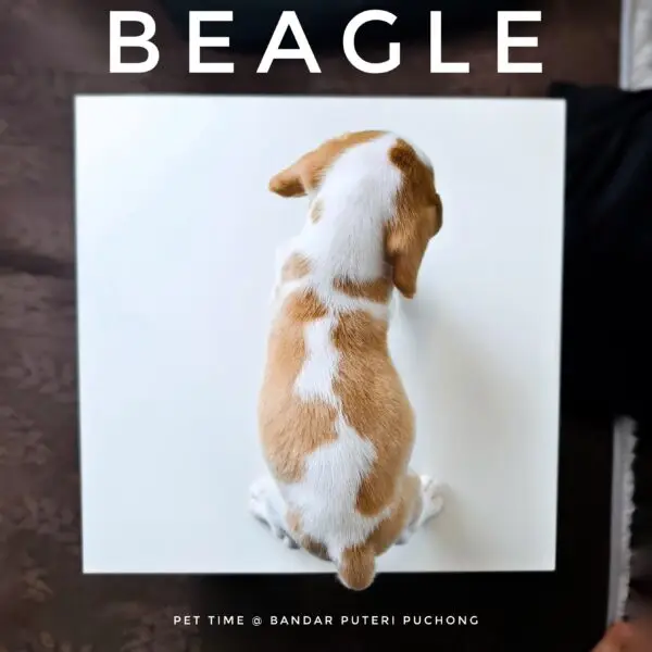 Beagle puppy for Sale in Puchong KL Malaysia