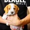 Beagle puppy for Sale in Puchong KL Malaysia