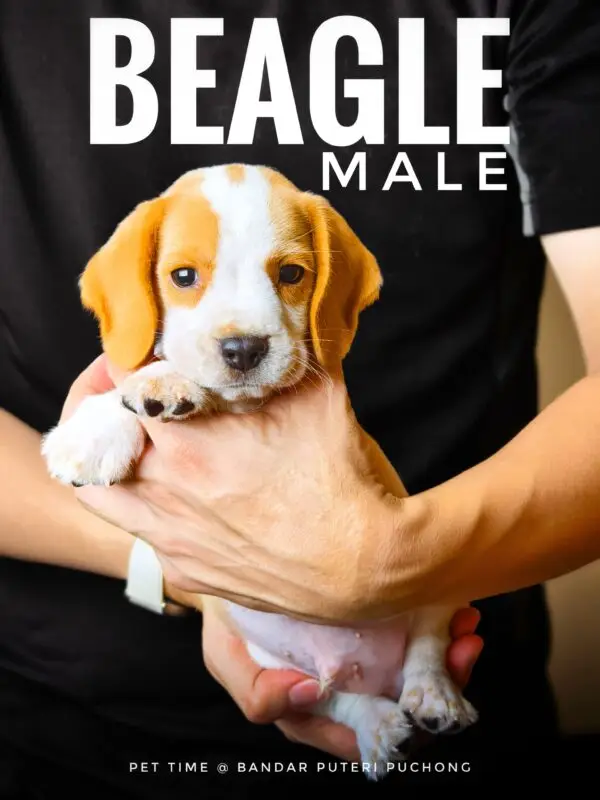 Beagle puppy for Sale in Puchong KL Malaysia