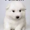 Pomsky puppy for Sale in Puchong KL Malaysia