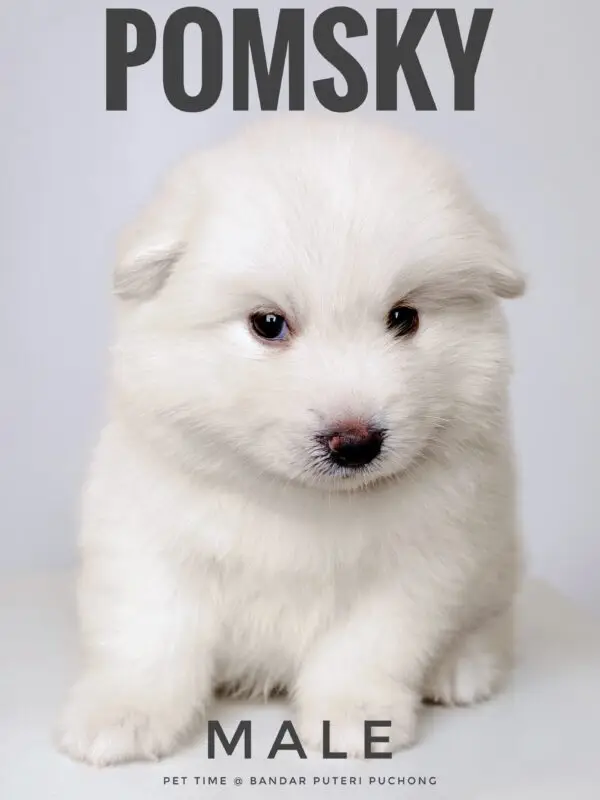 Pomsky puppy for Sale in Puchong KL Malaysia