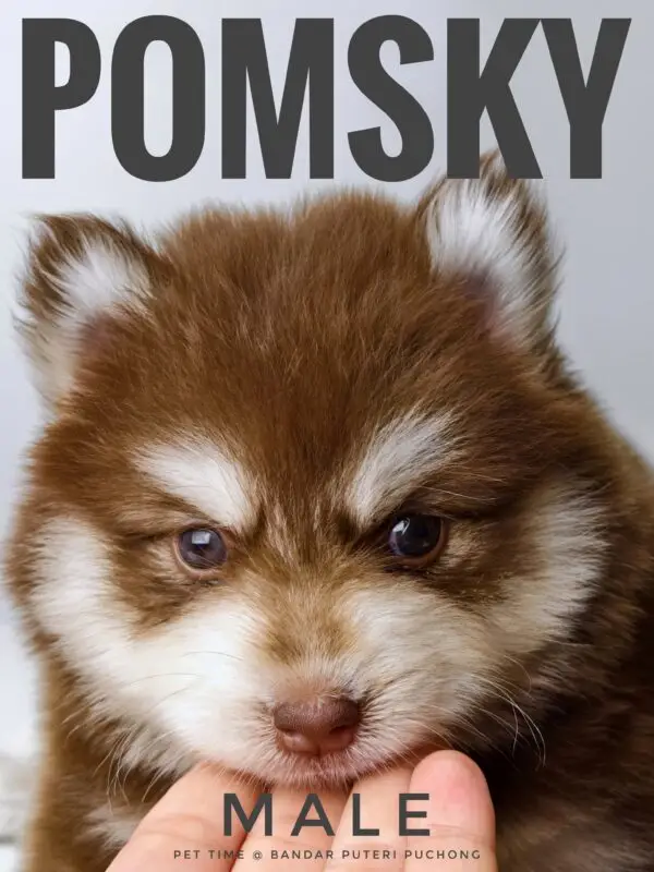 Pomsky puppy for Sale in Puchong KL Malaysia