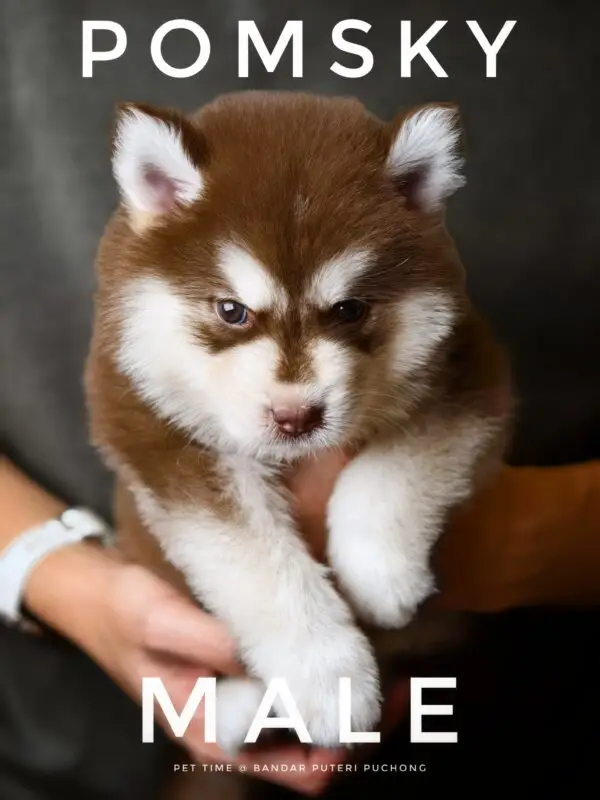 Pomsky puppy for Sale in Puchong KL Malaysia
