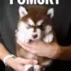 Pomsky puppy for Sale in Puchong KL Malaysia