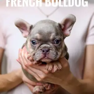 French Bulldog puppy for Sale in Puchong KL Malaysia