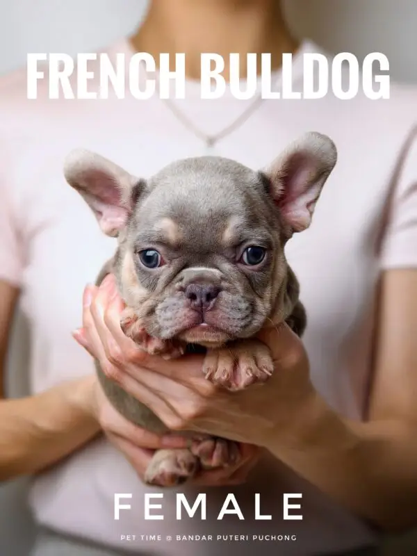 French Bulldog puppy for Sale in Puchong KL Malaysia