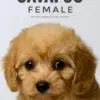 Cavapoo puppy for Sale in Puchong KL Malaysia