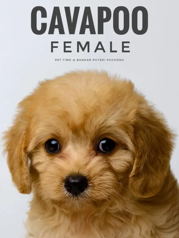 Cavapoo puppy for Sale in Puchong KL Malaysia