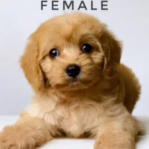 Cavapoo puppy for Sale in Puchong KL Malaysia