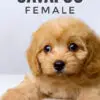 Cavapoo puppy for Sale in Puchong KL Malaysia