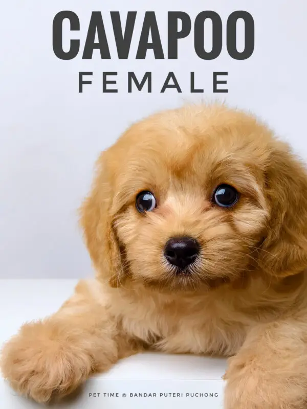 Cavapoo puppy for Sale in Puchong KL Malaysia