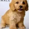Cavapoo puppy for Sale in Puchong KL Malaysia
