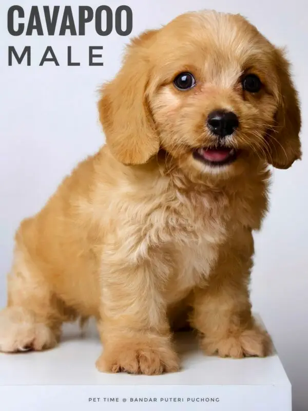 Cavapoo puppy for Sale in Puchong KL Malaysia