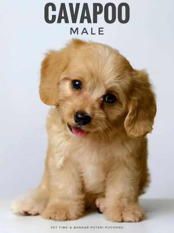 Cavapoo puppy for Sale in Puchong KL Malaysia