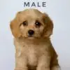 Cavapoo puppy for Sale in Puchong KL Malaysia