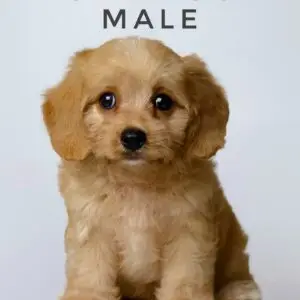 Cavapoo puppy for Sale in Puchong KL Malaysia