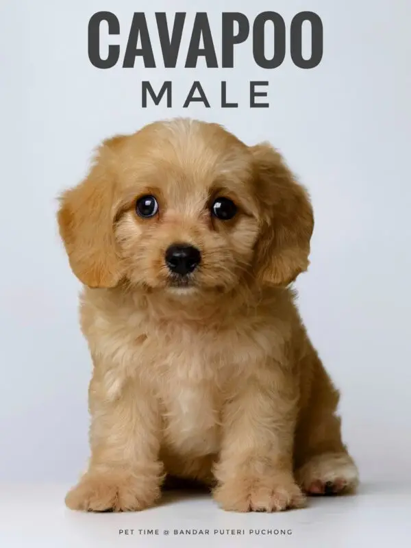 Cavapoo puppy for Sale in Puchong KL Malaysia