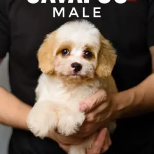 Cavapoo puppy for Sale in Puchong KL Malaysia