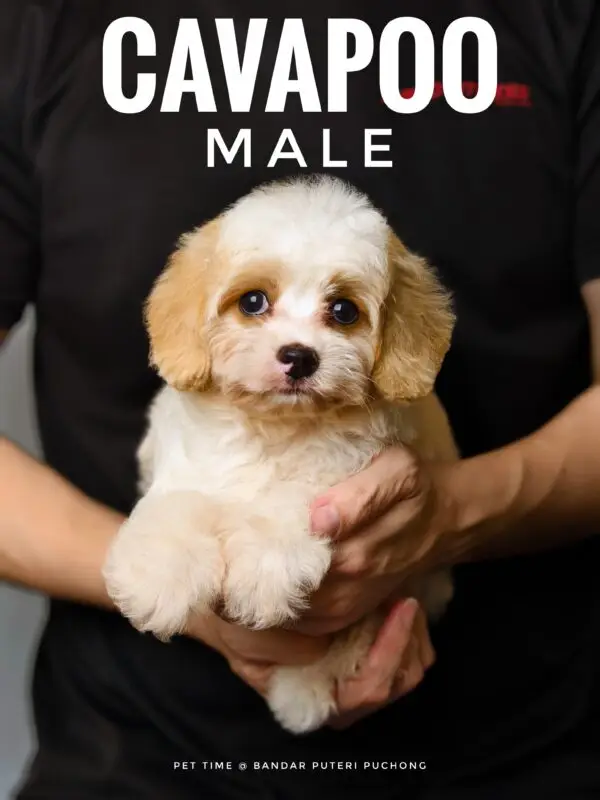 Cavapoo puppy for Sale in Puchong KL Malaysia