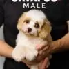 Cavapoo puppy for Sale in Puchong KL Malaysia