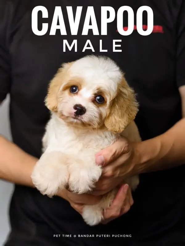 Cavapoo puppy for Sale in Puchong KL Malaysia