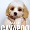 Cavapoo puppy for Sale in Puchong KL Malaysia