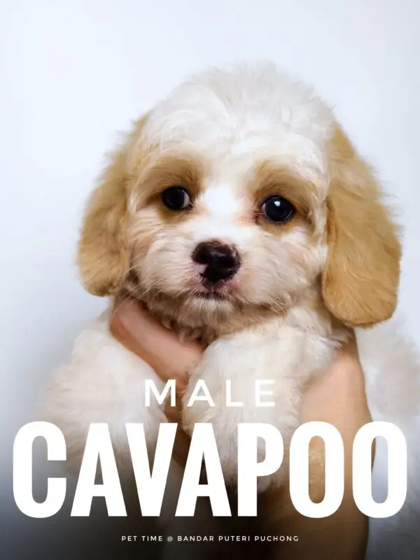 Cavapoo puppy for Sale in Puchong KL Malaysia