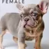 French Bulldog puppy for Sale in Puchong KL Malaysia