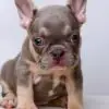 French Bulldog puppy for Sale in Puchong KL Malaysia