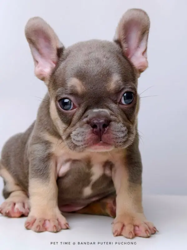 French Bulldog puppy for Sale in Puchong KL Malaysia